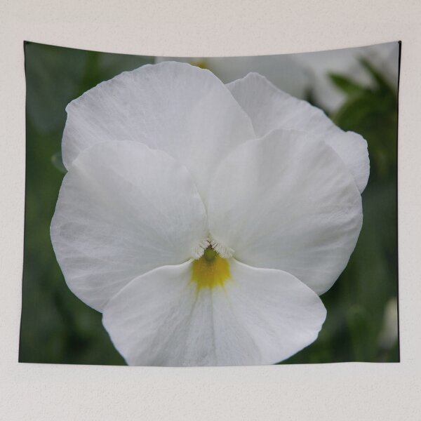 Item preview, White garden Violet designed and sold by Jouko Lehto Photography.