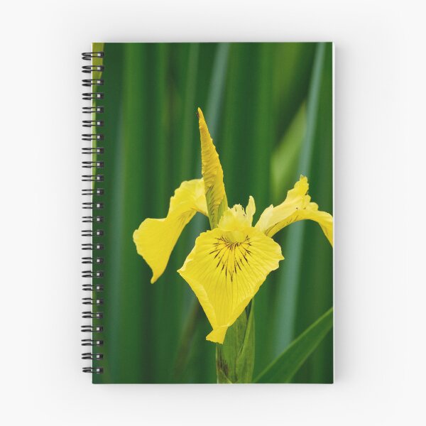 Item preview, Flags up. Yellow iris designed and sold by Jouko Lehto Photography.