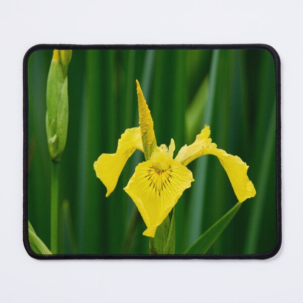 Item preview, Flags up. Yellow iris designed and sold by Jouko Lehto Photography.