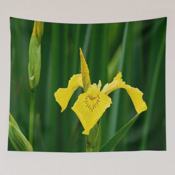 Item preview, Flags up. Yellow iris designed and sold by Jouko Lehto Photography.