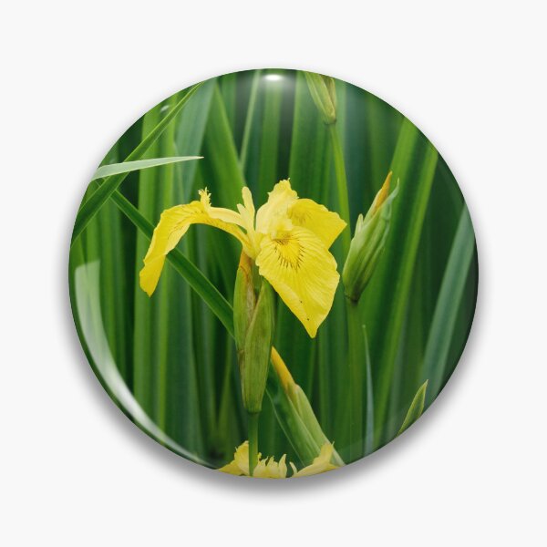 Item preview, Line of three. Yellow iris designed and sold by Jouko Lehto Photography.