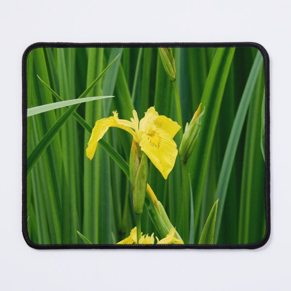 Item preview, Line of three. Yellow iris designed and sold by Jouko Lehto Photography.