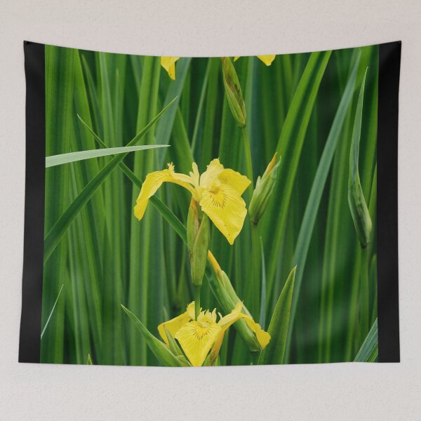 Item preview, Line of three. Yellow iris designed and sold by Jouko Lehto Photography.