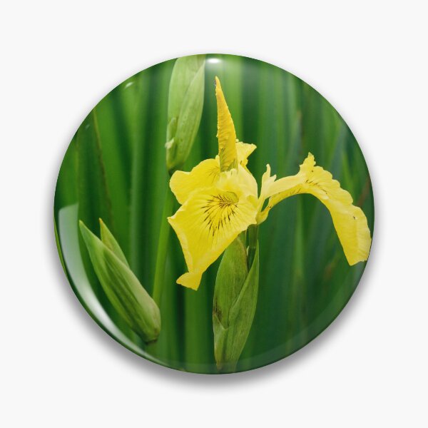 Item preview, First open. Yellow iris designed and sold by Jouko Lehto Photography.