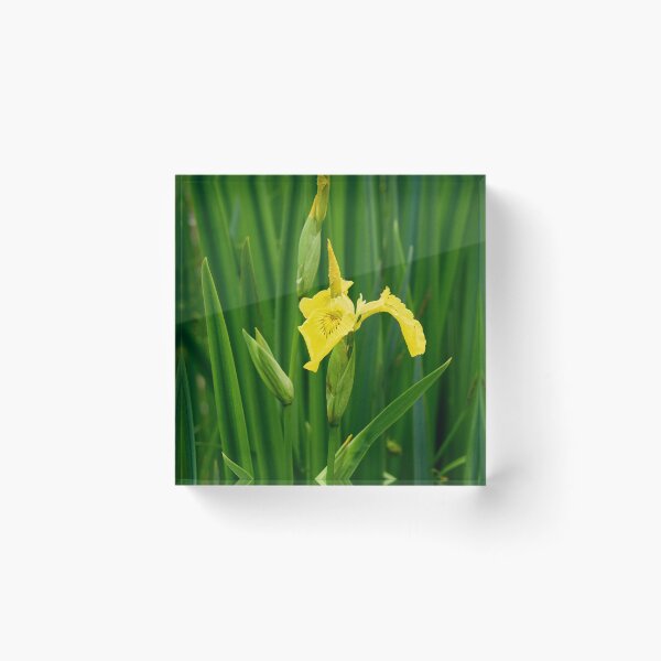 Item preview, First open. Yellow iris designed and sold by Jouko Lehto Photography.