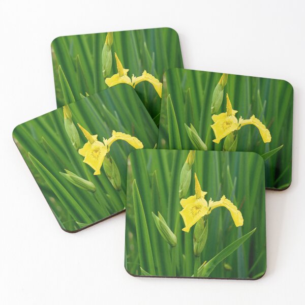 Item preview, First open. Yellow iris designed and sold by Jouko Lehto Photography.