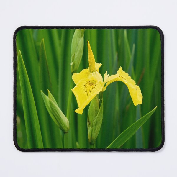 Item preview, First open. Yellow iris designed and sold by Jouko Lehto Photography.