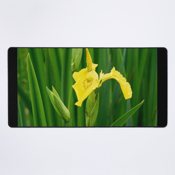 Item preview, First open. Yellow iris designed and sold by Jouko Lehto Photography.