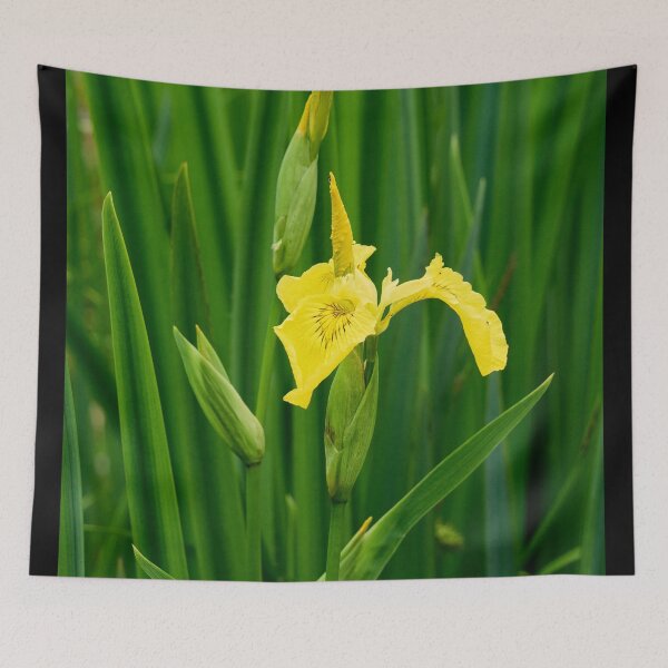 Item preview, First open. Yellow iris designed and sold by Jouko Lehto Photography.