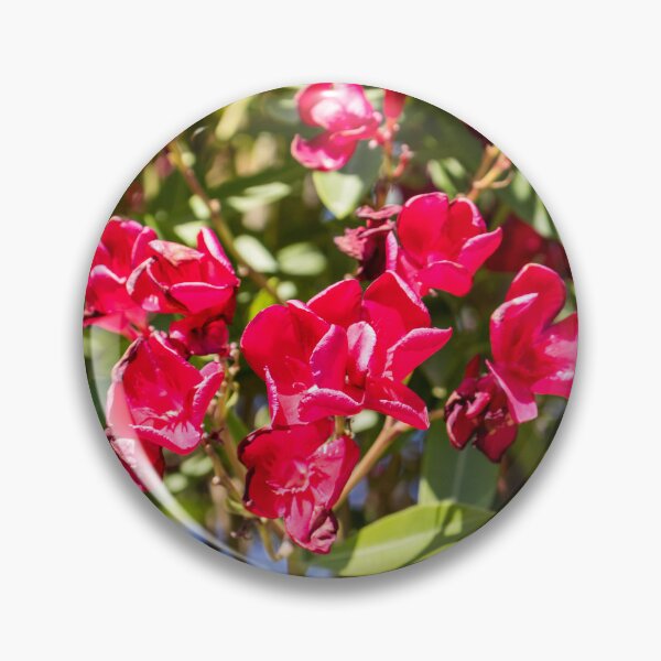 Item preview, Bright Red Oleander Flowers In Sunlit Garden With Green Leaves And Summer Bloom designed and sold by Nmallia.