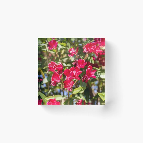 Item preview, Bright Red Oleander Flowers In Sunlit Garden With Green Leaves And Summer Bloom designed and sold by Nmallia.