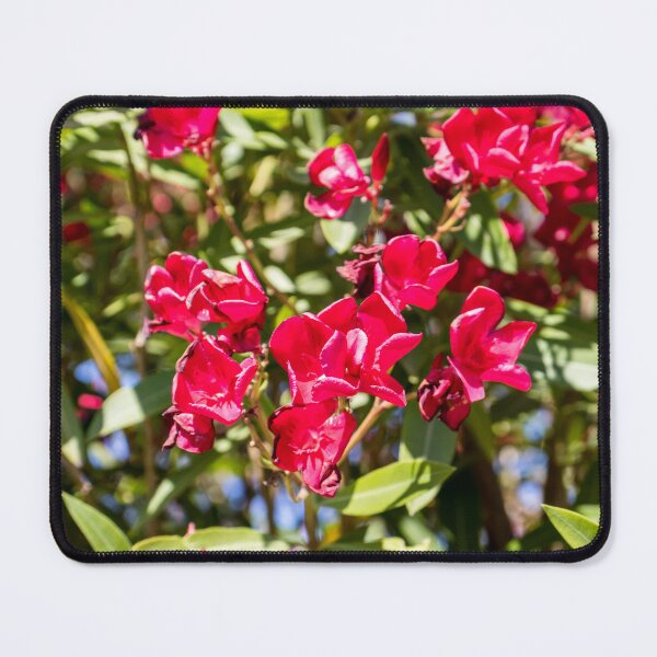 Item preview, Bright Red Oleander Flowers In Sunlit Garden With Green Leaves And Summer Bloom designed and sold by Nmallia.