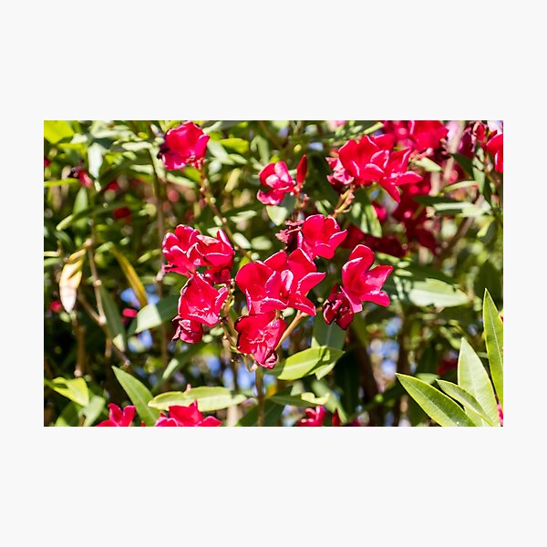 Item preview, Bright Red Oleander Flowers In Sunlit Garden With Green Leaves And Summer Bloom designed and sold by Nmallia.