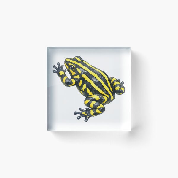 Item preview, Corroboree Frog Watercolour Painting designed and sold by Jaruart.
