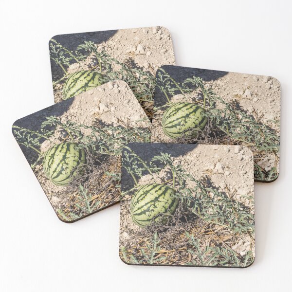 Item preview, Wild Watermelon Growing on Dry Ground With Striped Rind and Vining Leaves in Sunny Field designed and sold by Nmallia.