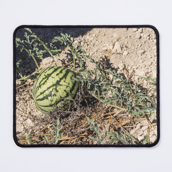 Item preview, Wild Watermelon Growing on Dry Ground With Striped Rind and Vining Leaves in Sunny Field designed and sold by Nmallia.