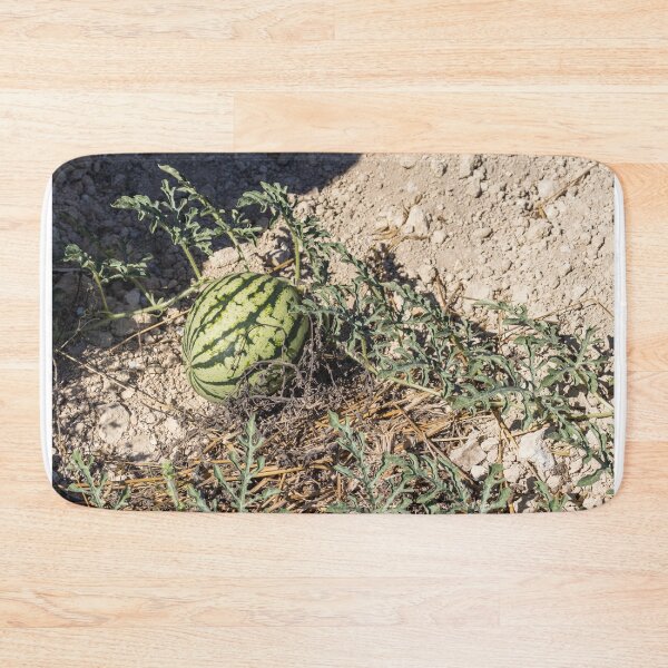 Item preview, Wild Watermelon Growing on Dry Ground With Striped Rind and Vining Leaves in Sunny Field designed and sold by Nmallia.