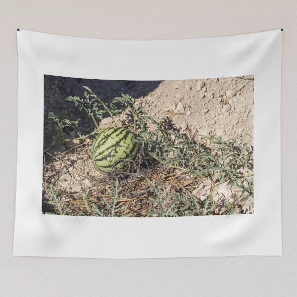 Item preview, Wild Watermelon Growing on Dry Ground With Striped Rind and Vining Leaves in Sunny Field designed and sold by Nmallia.