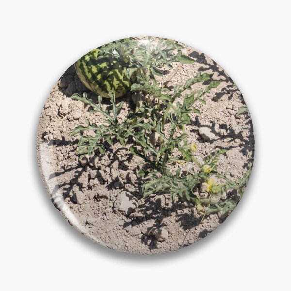 Item preview, Wild Watermelon Growing on Dry Ground With Striped Rind and Vining Leaves in Sunny Field designed and sold by Nmallia.
