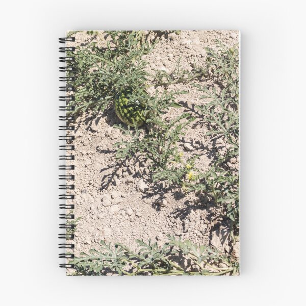 Item preview, Wild Watermelon Growing on Dry Ground With Striped Rind and Vining Leaves in Sunny Field designed and sold by Nmallia.