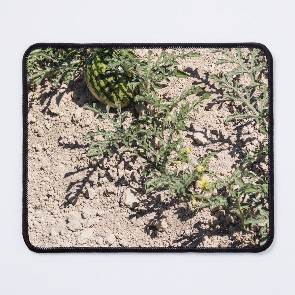 Item preview, Wild Watermelon Growing on Dry Ground With Striped Rind and Vining Leaves in Sunny Field designed and sold by Nmallia.