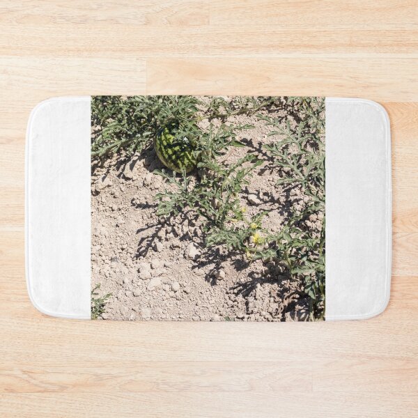 Item preview, Wild Watermelon Growing on Dry Ground With Striped Rind and Vining Leaves in Sunny Field designed and sold by Nmallia.