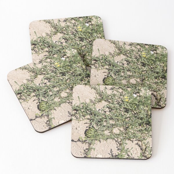 Item preview, Wild Watermelon Growing on Dry Ground With Striped Rind and Vining Leaves in Sunny Field designed and sold by Nmallia.