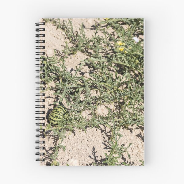 Item preview, Wild Watermelon Growing on Dry Ground With Striped Rind and Vining Leaves in Sunny Field designed and sold by Nmallia.