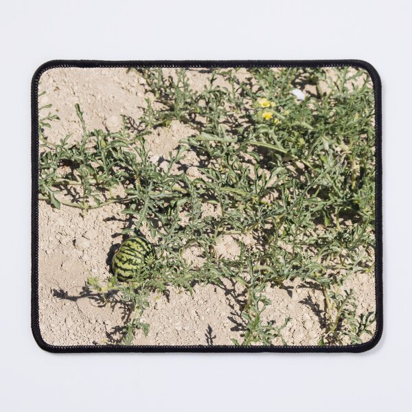 Item preview, Wild Watermelon Growing on Dry Ground With Striped Rind and Vining Leaves in Sunny Field designed and sold by Nmallia.