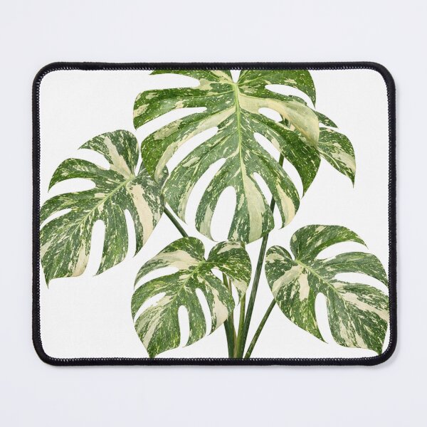 Item preview, Monstera Thai Constellation Botanical Print designed and sold by Mikena1996.