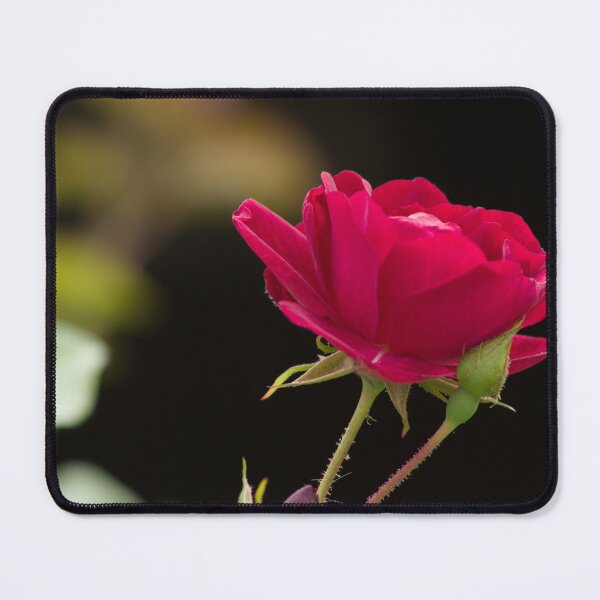 Item preview, rose and bud designed and sold by derekrich.