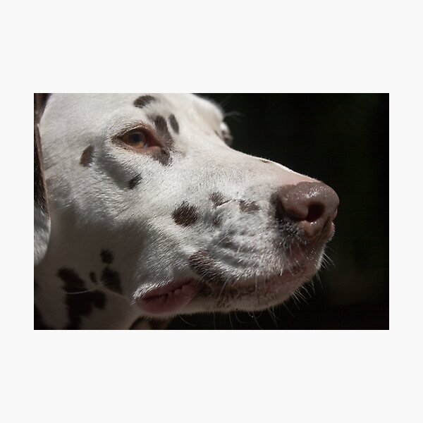Item preview, Proud Hound designed and sold by futbar.