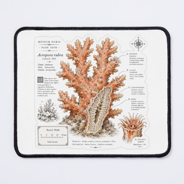 Item preview, Cute Vintage Coral Reef Sticker - Scientific Ocean Plate designed and sold by PND7777.