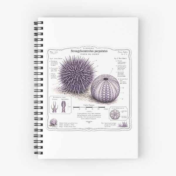 Item preview, Cute Vintage Purple Sea Urchin Sticker - Scientific Ocean Plate designed and sold by PND7777.