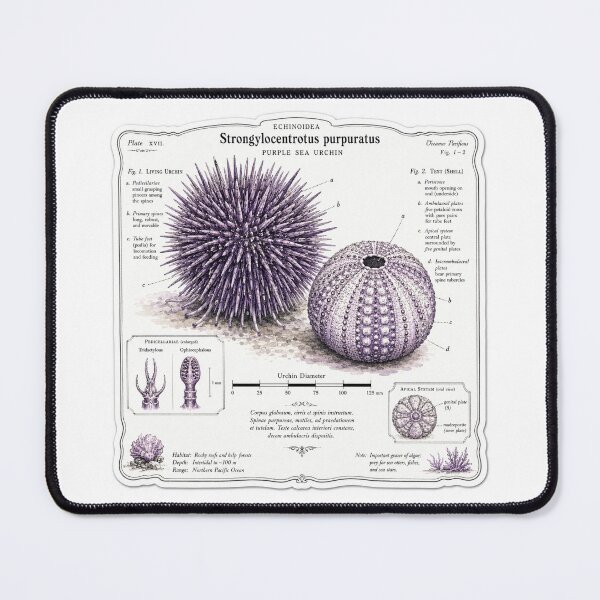 Item preview, Cute Vintage Purple Sea Urchin Sticker - Scientific Ocean Plate designed and sold by PND7777.