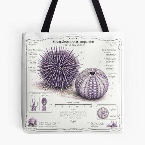 Item preview, Cute Vintage Purple Sea Urchin Sticker - Scientific Ocean Plate designed and sold by PND7777.