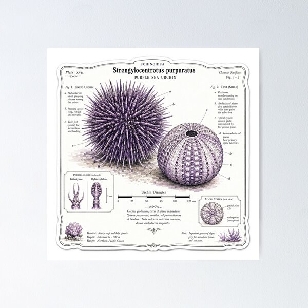Item preview, Cute Vintage Purple Sea Urchin Sticker - Scientific Ocean Plate designed and sold by PND7777.