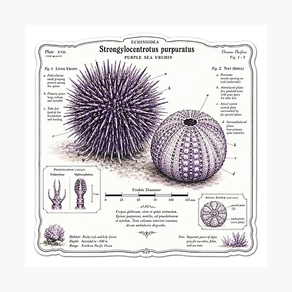 Item preview, Cute Vintage Purple Sea Urchin Sticker - Scientific Ocean Plate designed and sold by PND7777.
