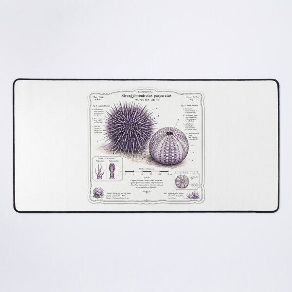 Item preview, Cute Vintage Purple Sea Urchin Sticker - Scientific Ocean Plate designed and sold by PND7777.