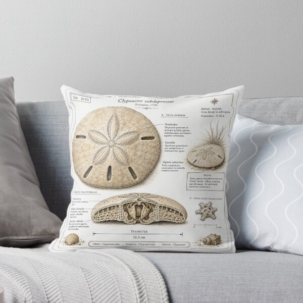 Item preview, Cute Vintage Sand Dollar Sticker - Scientific Beach Plate designed and sold by PND7777.