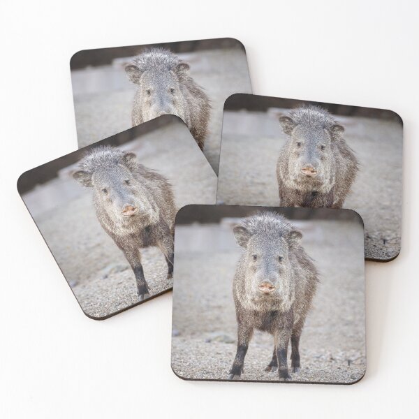 Item preview, Javelina Staring Contest Arizona designed and sold by PhotoArt by Joan Carroll.