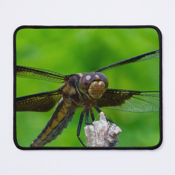 Item preview, Brown Eyed Dragon Fly designed and sold by South 500 Photography.