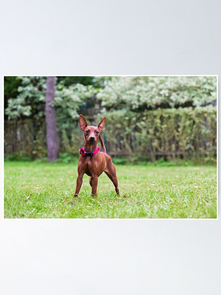 red pinscher dog