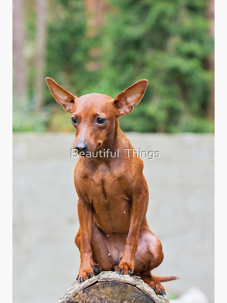 Fashion red miniature pinscher