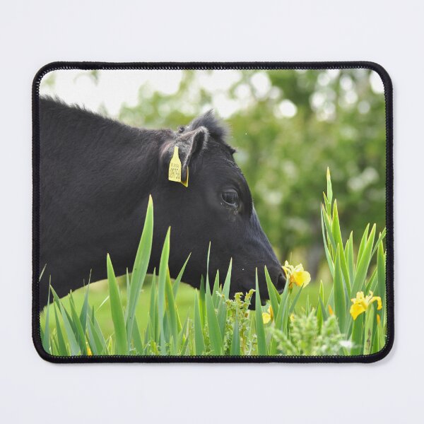 Item preview, Black Cow Among Yellow Iris Flowers designed and sold by Shanguai.