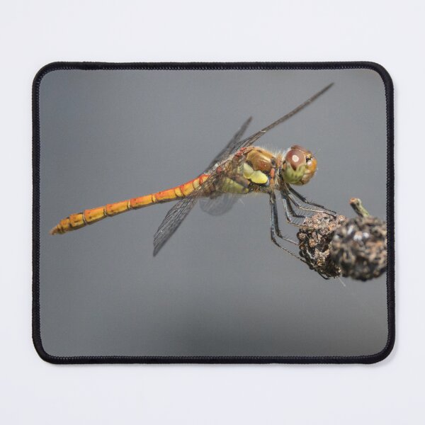 Item preview, Common Darter designed and sold by LaurenTucker.