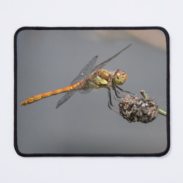 Item preview, Common Darter designed and sold by LaurenTucker.