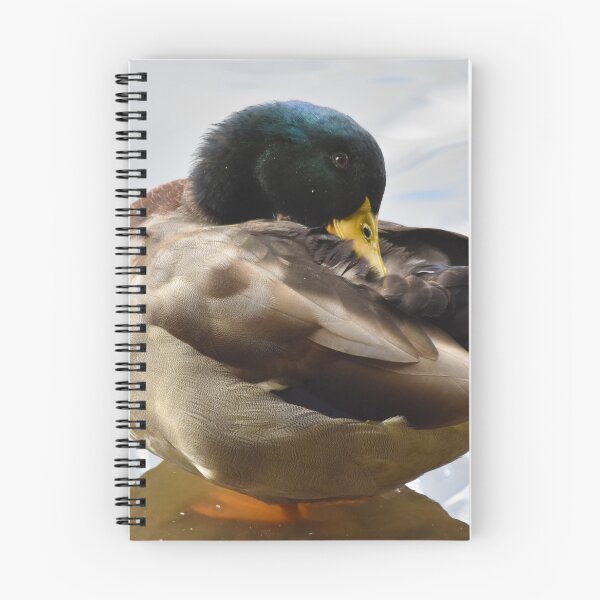 Item preview, Mallard Duck Preening on Rippled Water designed and sold by Shanguai.