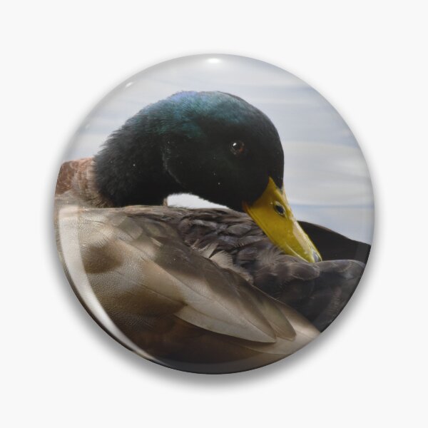 Item preview, Preening Mallard Drake Close Up Portrait designed and sold by Shanguai.