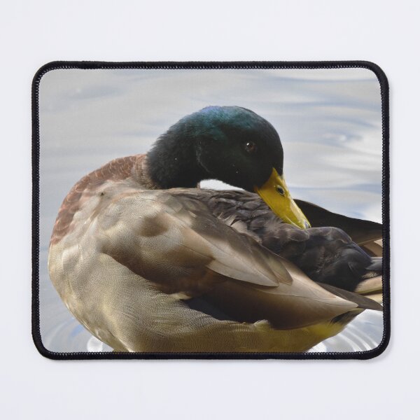 Item preview, Preening Mallard Drake Close Up Portrait designed and sold by Shanguai.